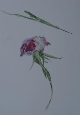Rose - Elke Grund - Array auf Array - Array - Array Rose - Elke Grund - Array auf Array - Array - Array