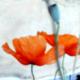 ---mohn - CORINA SCHUBERT - Mischtechnik auf Leinwand - Blumen-Mohn - ---mohn - CORINA SCHUBERT - Mischtechnik auf Leinwand - Blumen-Mohn -