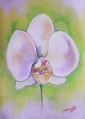 Orchidee - Ute Weprich - Array auf Array - Array - Orchidee - Ute Weprich - Array auf Array - Array -