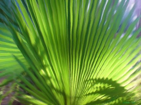 Palme - Gabriele Nedilka - auf - Array - Palme - Gabriele Nedilka - auf - Array -