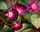 Blume Blume