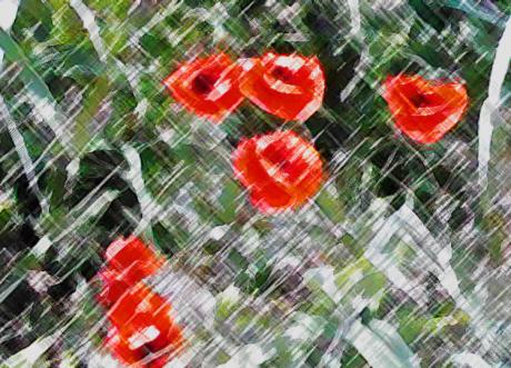 Mohnblumen - Timm-H. Wemper - auf - Array - Mohnblumen - Timm-H. Wemper - auf - Array -