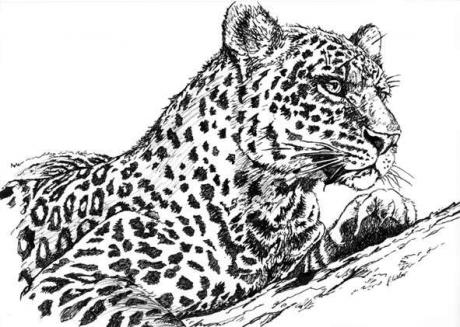 Leopard (2004) Stefan Weber - Stefan Weber - Array auf - Array - Leopard (2004) Stefan Weber - Stefan Weber - Array auf - Array -