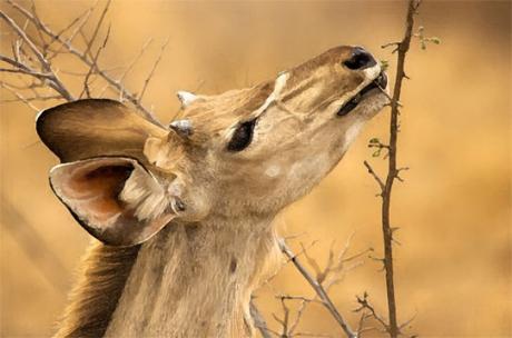 Hirsch - Cor Heijnen - Array auf - Array - Hirsch - Cor Heijnen - Array auf - Array -