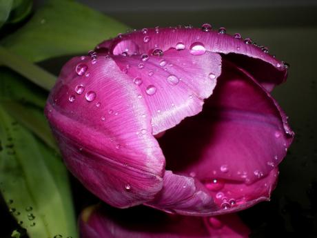 Pink Frühling - Ulrike Kirschner - Array auf - Array - Pink Frühling - Ulrike Kirschner - Array auf - Array -