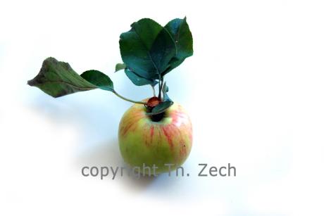 Apfel - Thaddäus Zech - auf - Array - Apfel - Thaddäus Zech - auf - Array -