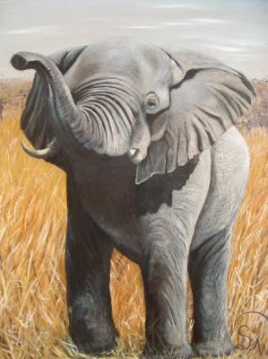 Junger Elefant - Simone Wilhelms - Array auf Array - Array - Array Junger Elefant - Simone Wilhelms - Array auf Array - Array - Array