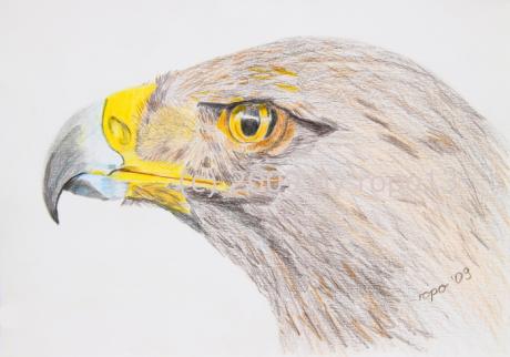 Adler - Rolf Poetsch - auf - Array - Adler - Rolf Poetsch - auf - Array -
