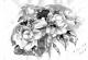 Blumen (Pfingstrose) Blumen (Pfingstrose)