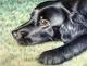 Flat Coated Retriever Flat Coated Retriever