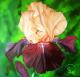 Iris Let´s Boogie Iris Let´s Boogie