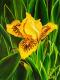Iris Bright Eyes Iris Bright Eyes