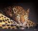Leopard Leopard