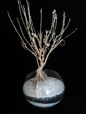 Autumn - Marjana Svinjar - Hinzmann - auf - - Autumn - Marjana Svinjar - Hinzmann - auf - -