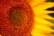 Sonne - Vilma Machado - auf - Blumen-Sonne - Sonne - Vilma Machado - auf - Blumen-Sonne -