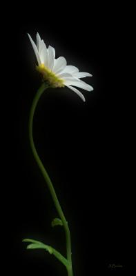 Weiße Margerite - Anke Brehm - auf - Array - Weiße Margerite - Anke Brehm - auf - Array -