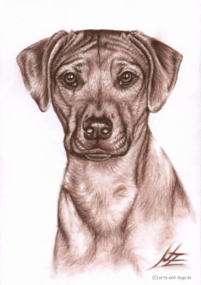 Rhodesian Ridgeback - Nicole Zeug - Array auf - Array - Rhodesian Ridgeback - Nicole Zeug - Array auf - Array -
