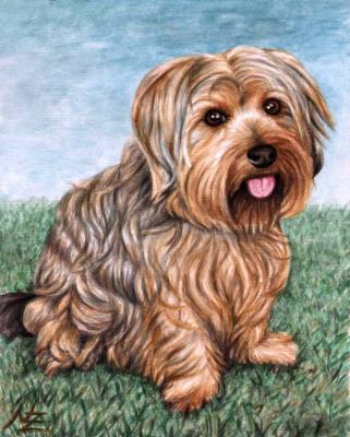 Yorkshire Terrier - Nicole Zeug - Array auf - Array - Yorkshire Terrier - Nicole Zeug - Array auf - Array -