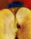 Apfel - Theo Berends - Fotocollage auf - Abstrakt-Botanik - Apfel - Theo Berends - Fotocollage auf - Abstrakt-Botanik -