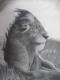 FREIHEIT 1 - Löwe - Susanne Brodkorb - Sonstiges auf Papier - Wildtiere - Fotorealismus FREIHEIT 1 - Löwe - Susanne Brodkorb - Sonstiges auf Papier - Wildtiere - Fotorealismus