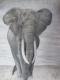 FREIHEIT 2 - Elefant - Susanne Brodkorb - Sonstiges auf - Wildtiere - Fotorealismus FREIHEIT 2 - Elefant - Susanne Brodkorb - Sonstiges auf - Wildtiere - Fotorealismus