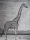 FREIHEIT 3 - Giraffe - Susanne Brodkorb - Sonstiges auf Papier - Wildtiere - Fotorealismus FREIHEIT 3 - Giraffe - Susanne Brodkorb - Sonstiges auf Papier - Wildtiere - Fotorealismus