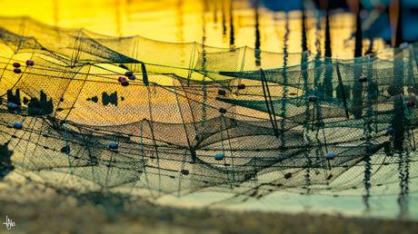 Fischreusen - Heiko Westphalen - Array auf - Array - Fischreusen - Heiko Westphalen - Array auf - Array -