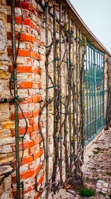 Weinreben - Heiko Westphalen - Array auf - Array - Weinreben - Heiko Westphalen - Array auf - Array -