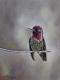 Bird n.9 Bird n.9