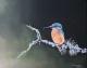 Bird n.10 Bird n.10