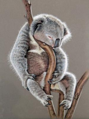 Koala Sleep - Nicole Zeug - auf - Array - Array Koala Sleep - Nicole Zeug - auf - Array - Array